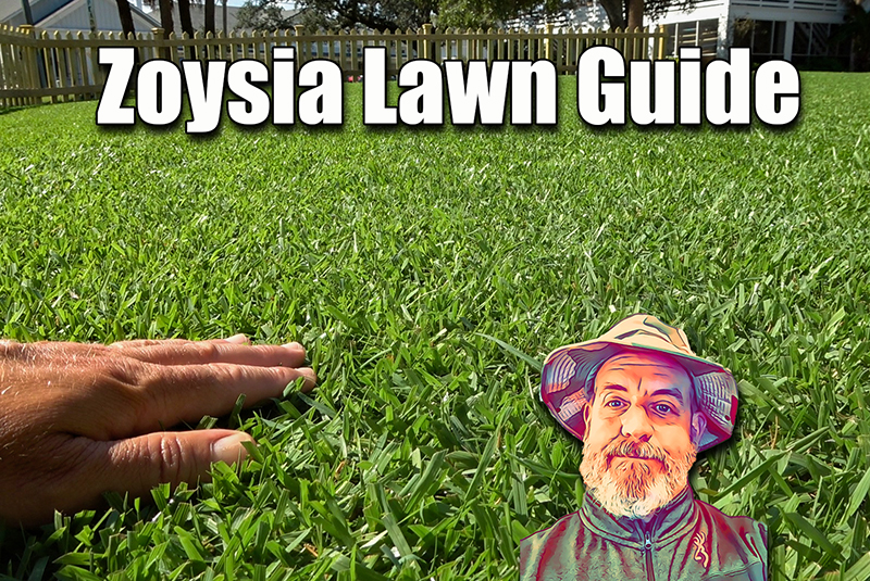 zoysia grass guide